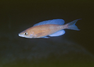 Cyprichromis pavo 'Fulwe Rocks'